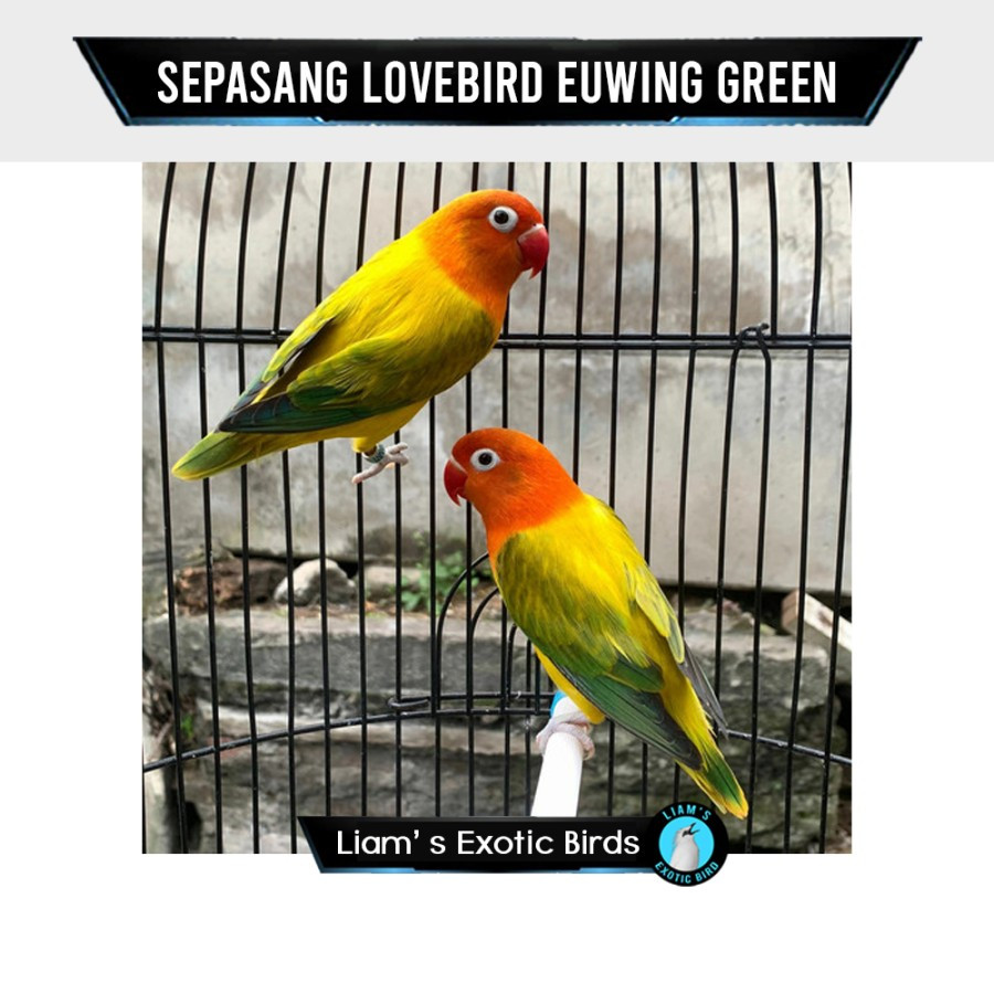 Burung Lovebird Sepasang Warna Biola Euwing Green Indukan