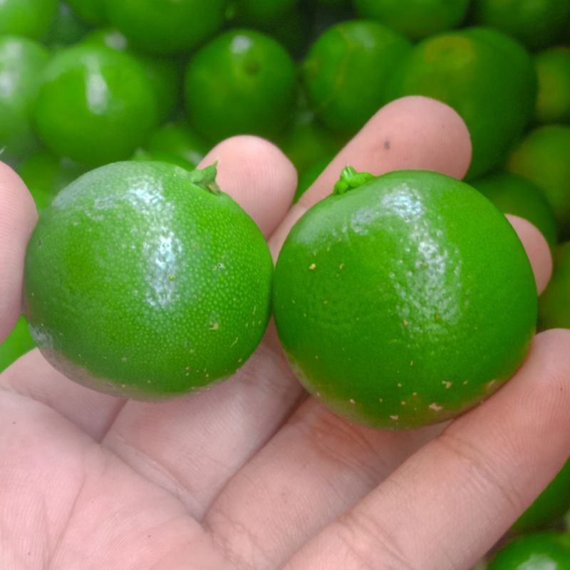 

jeruk sunkit / jeruk kasturi / jeruk kunci / jeruk lemon cui