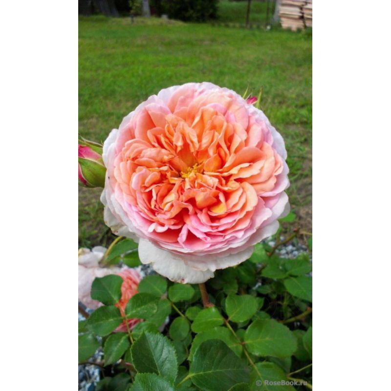 MAWAR IMPORT ABRAHAM DARBY