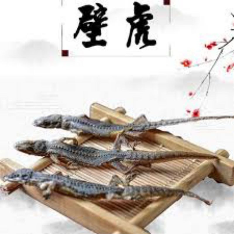

Bi Hu (Kering)/壁虎/Gekko japonicus/Cicak kering