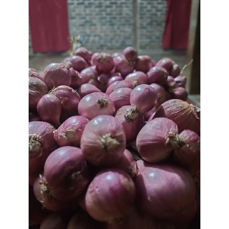 

bawang merah besar