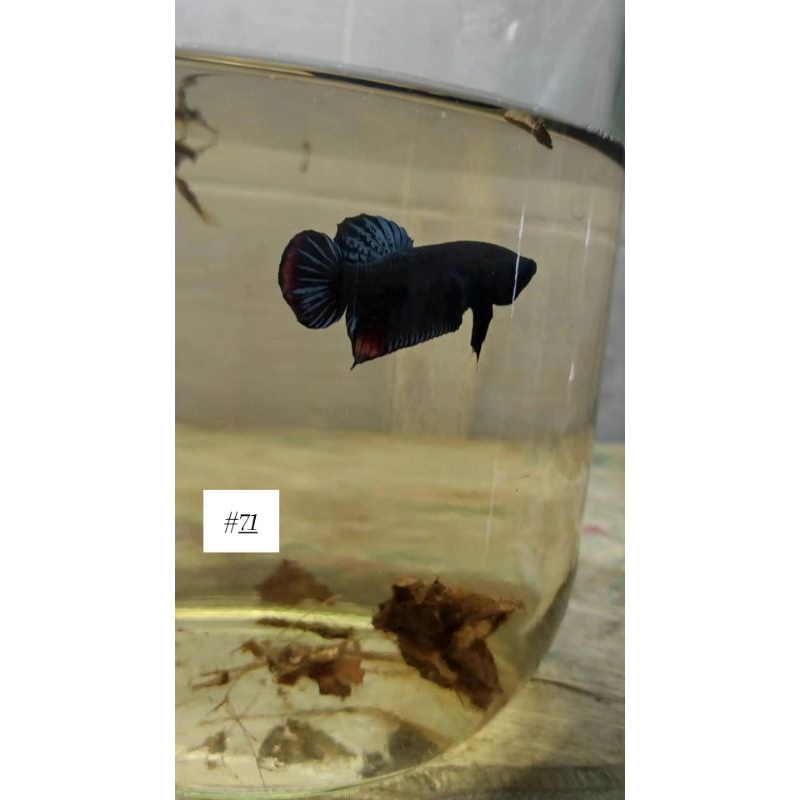 

Ikan Cupang Super Red & White Platinum