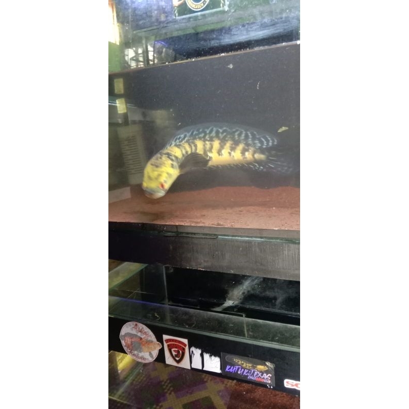 Yelow sentarum YS (PROGRES+DISPLAY) 15-30CM