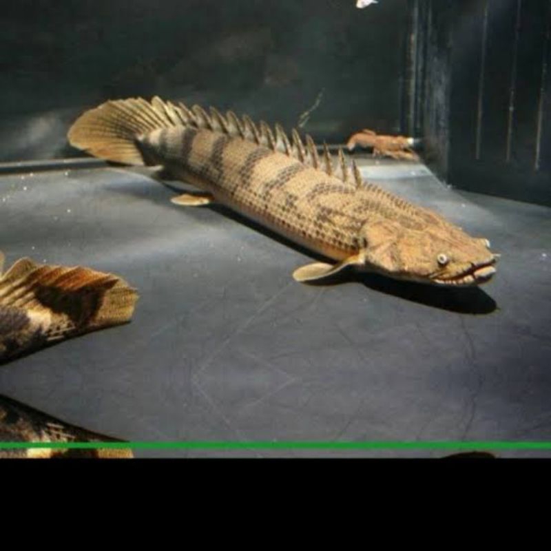 Dekorasi Hiasan Aquarium Palmas Delhezi (KHUSUS INSTAN)