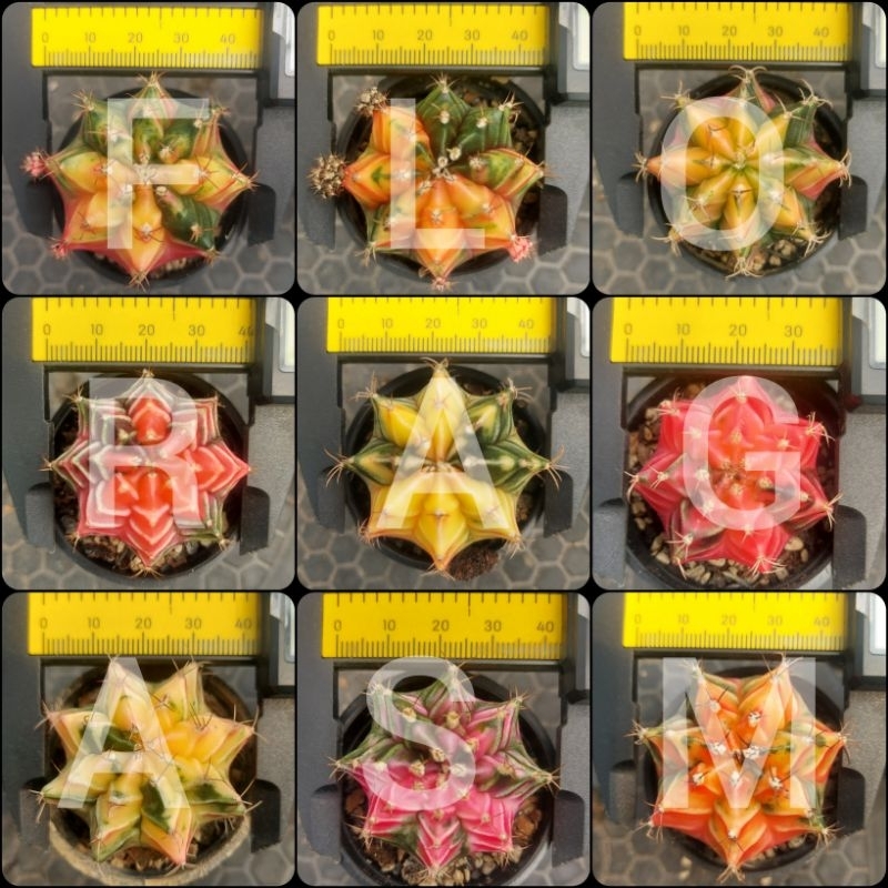 Gymnocalycium Gymno Mihanovichii Miha Hybrid Variegata Ukuran Pot 5cm