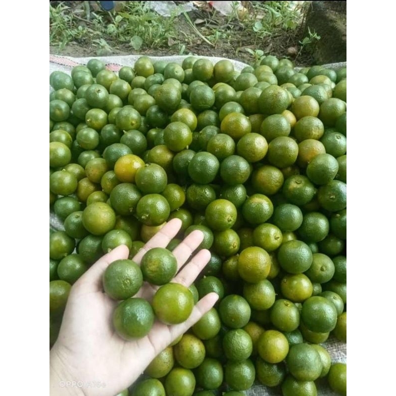 

jeruk peras sonkit Kasturi 1kg
