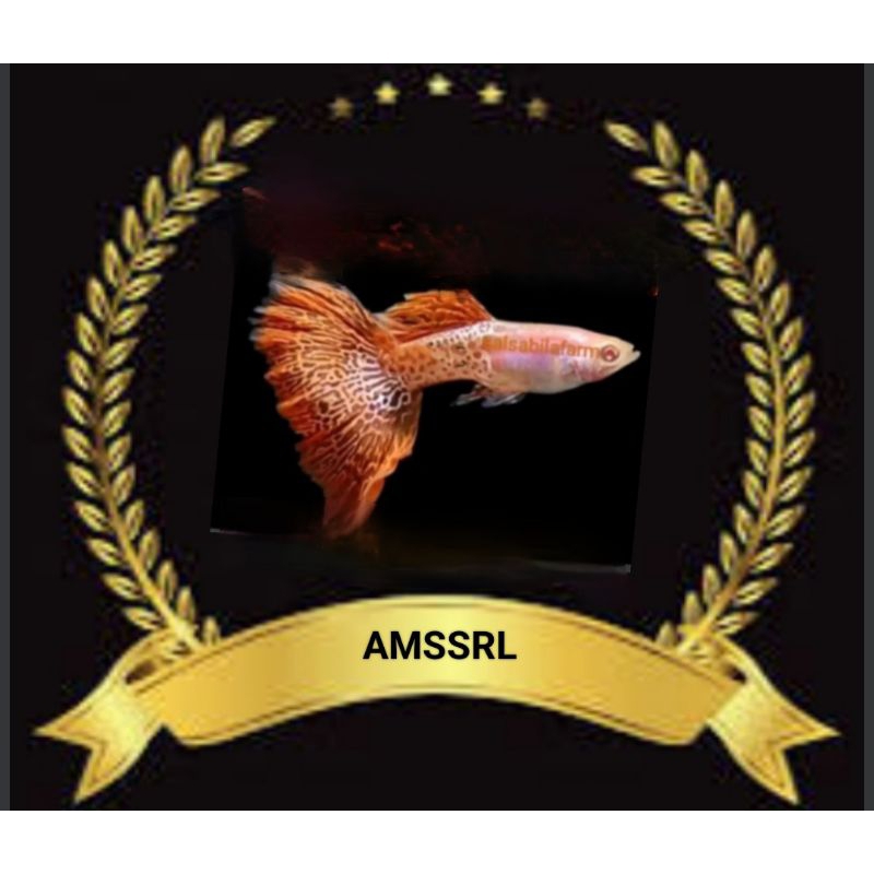 

STIKER UNIK GUPPY AMSSRL