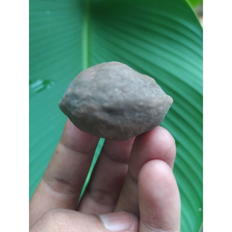 Muncang adu Jawa Pedang Original Big Size