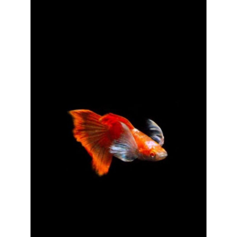 Gambar albino tuxedo red white ear