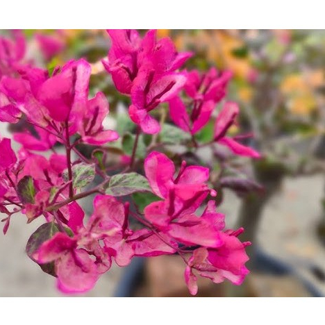 BOUGENVILLE BLACK MARIA