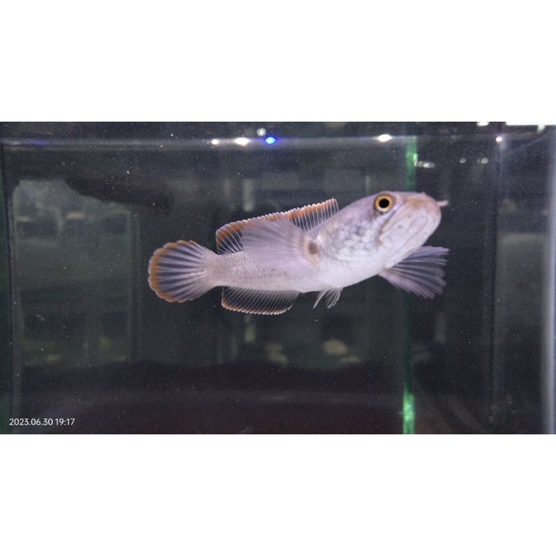 Sticker Channa Limbata CB 7-8