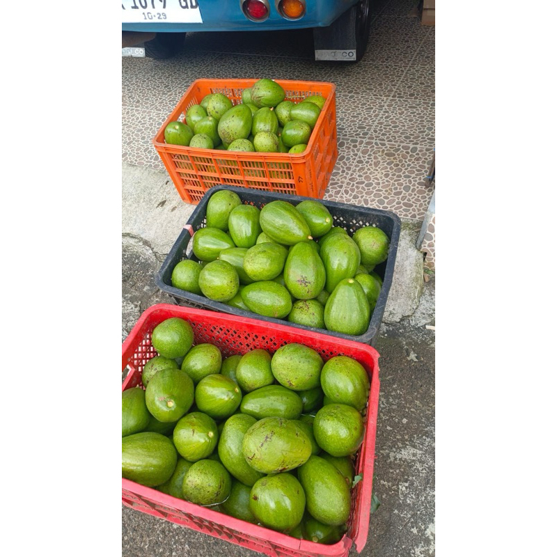 

Alpukat per 1 kg