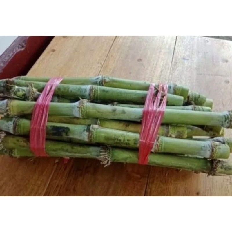 Bibit terubuk tebu sayur isi 10 batang tebu terubuk telur