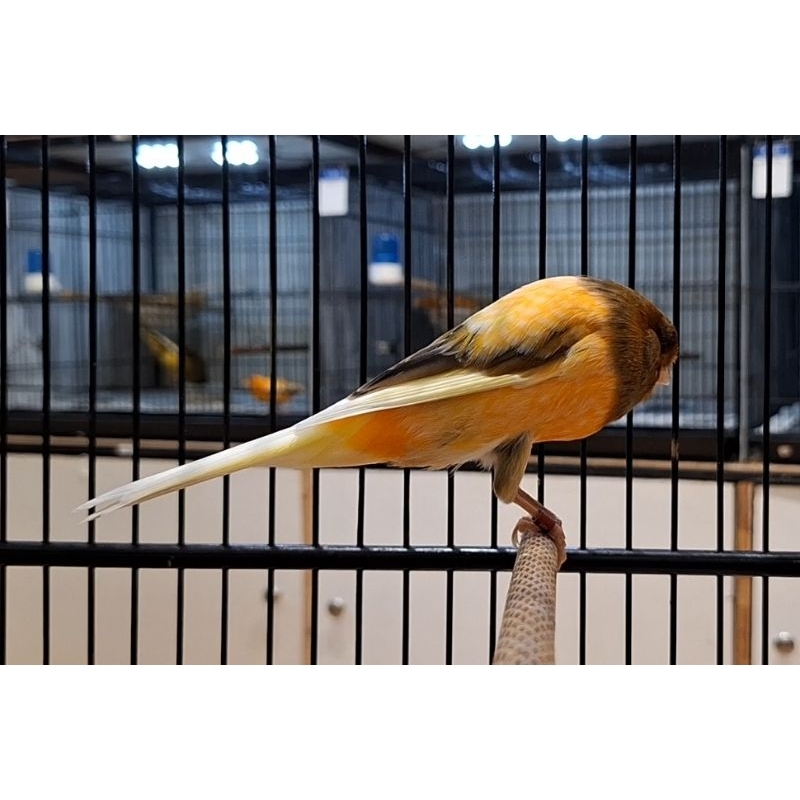 Yorkshire Jantan Gacor