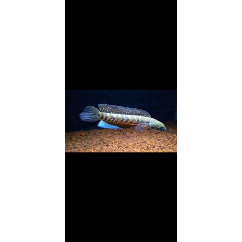 asiatica rsws 20-22cm