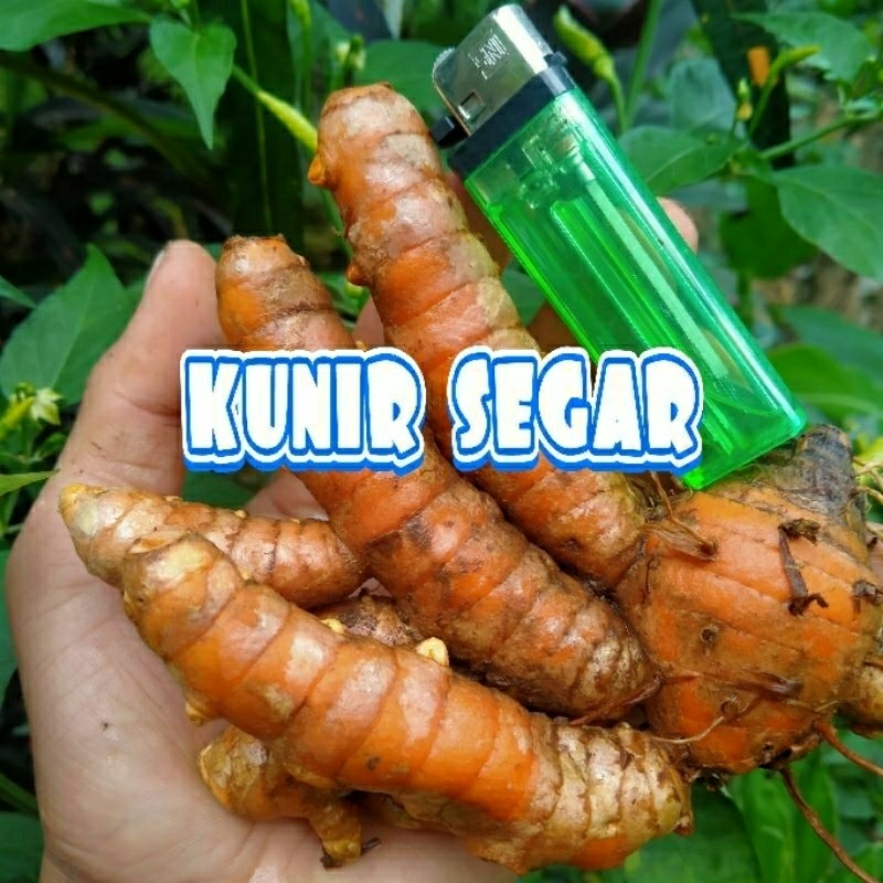 

KUNYIT SEGAR / KUNIR SEGAR 1kg