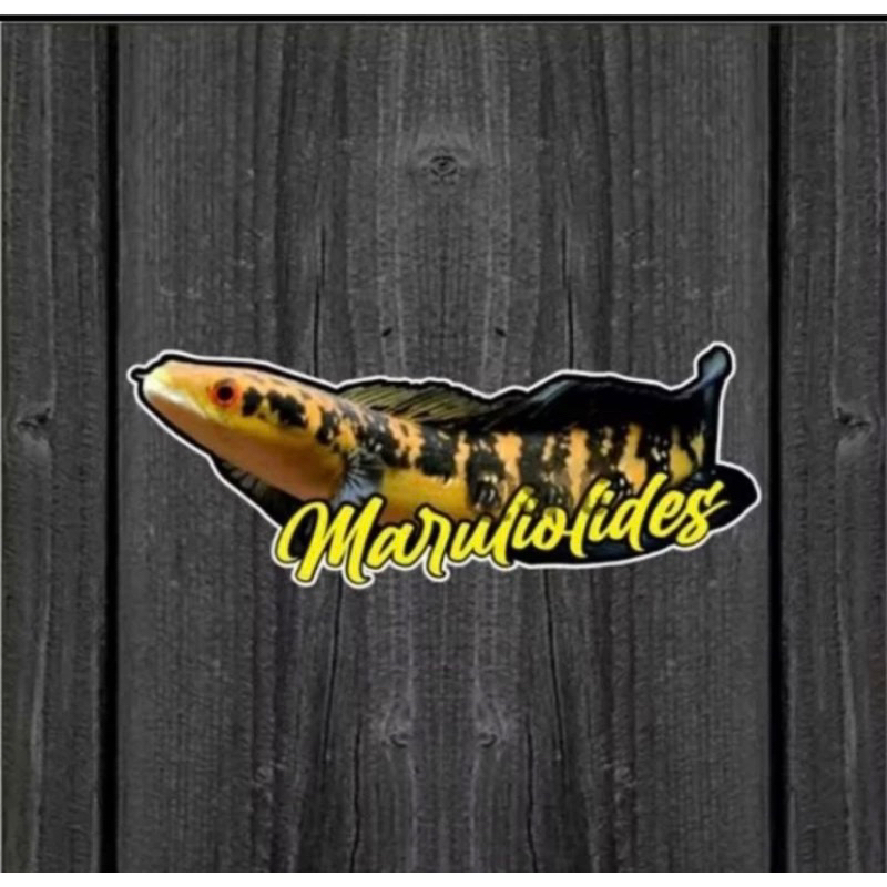 sticker chana maru ys jumbo