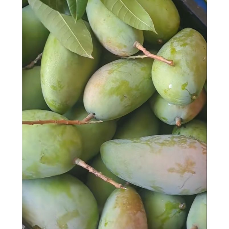 

mangga muda kiojay 1kg, cocok buat ngerujak