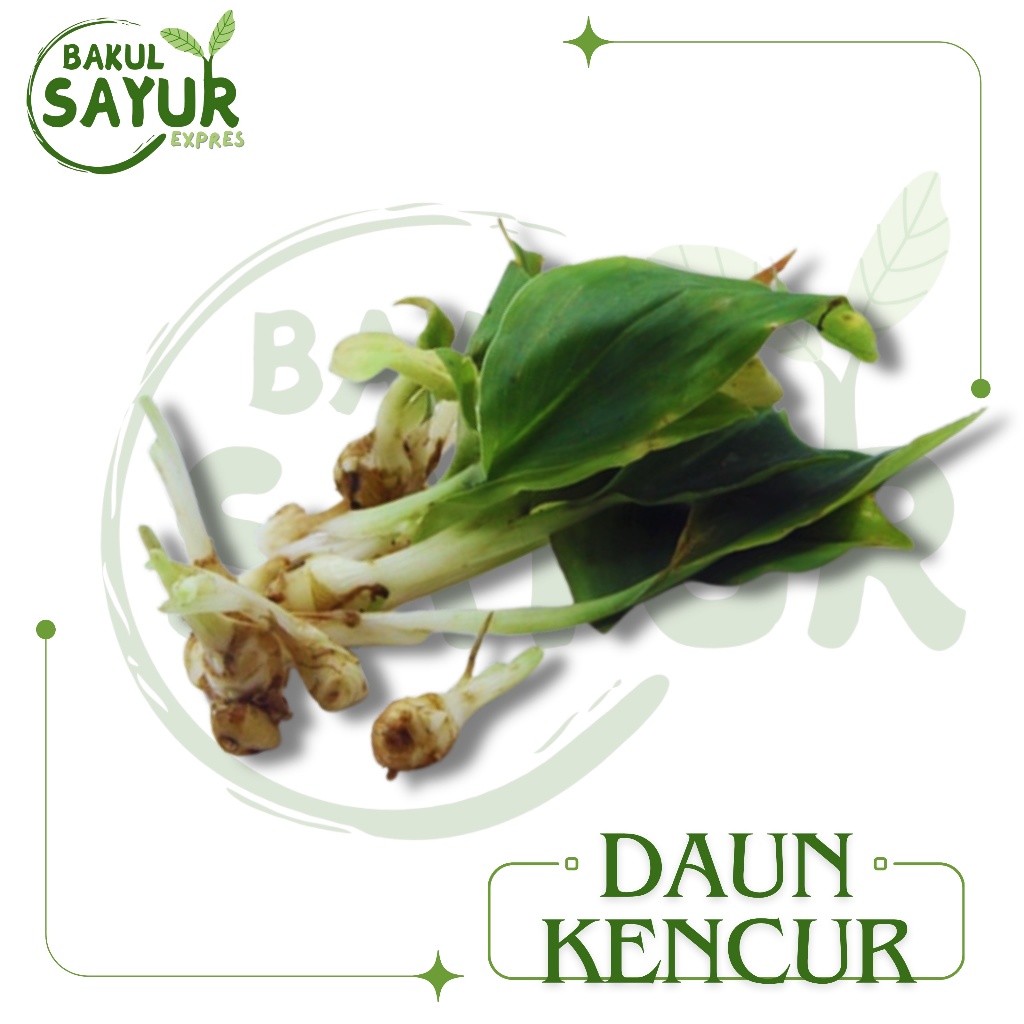 

Daun Kencur Segar Per Ikat