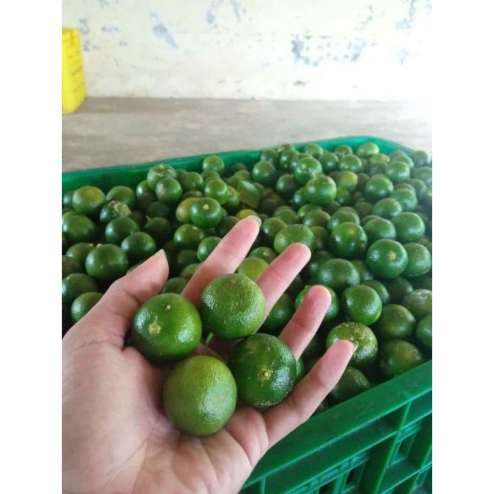 

☑️READY Jeruk Kasturi 1Kg / Jeruk Sonkit Baru Petik / Jeruk Sonkit Segar - Rasa Asem Kecut untuk Asinan dan Minuman