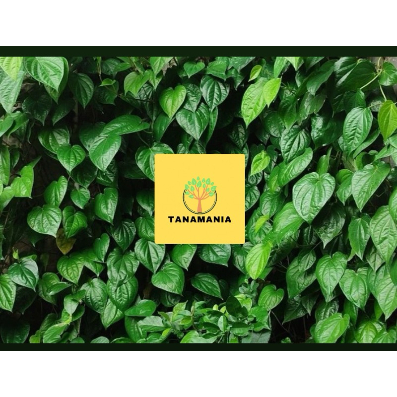 

Daun sirih (satuan)
