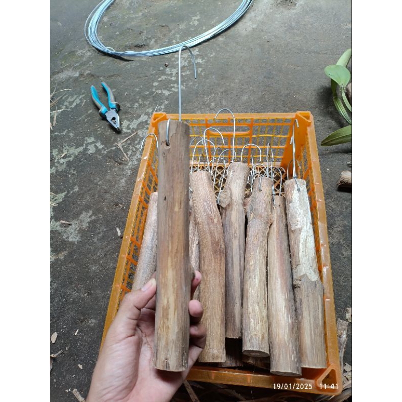 Media tanam anggrek Kayu Jati