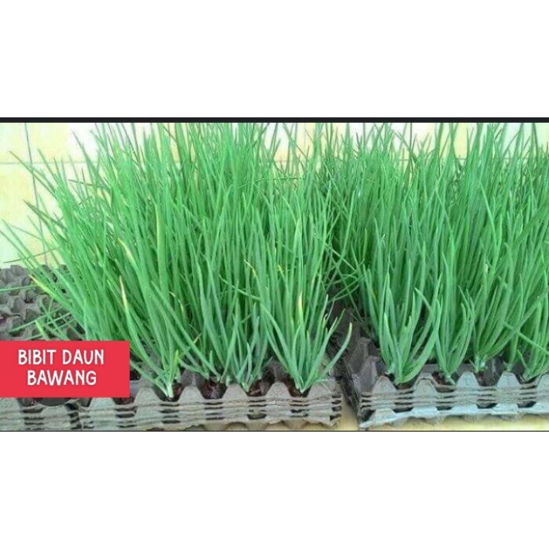 DAUN BAWANG, BIBIT DAUN BAWANG MURAH, BIBIT DAUN BAWANG SERIBUAN, BIBIT SERIBUAN