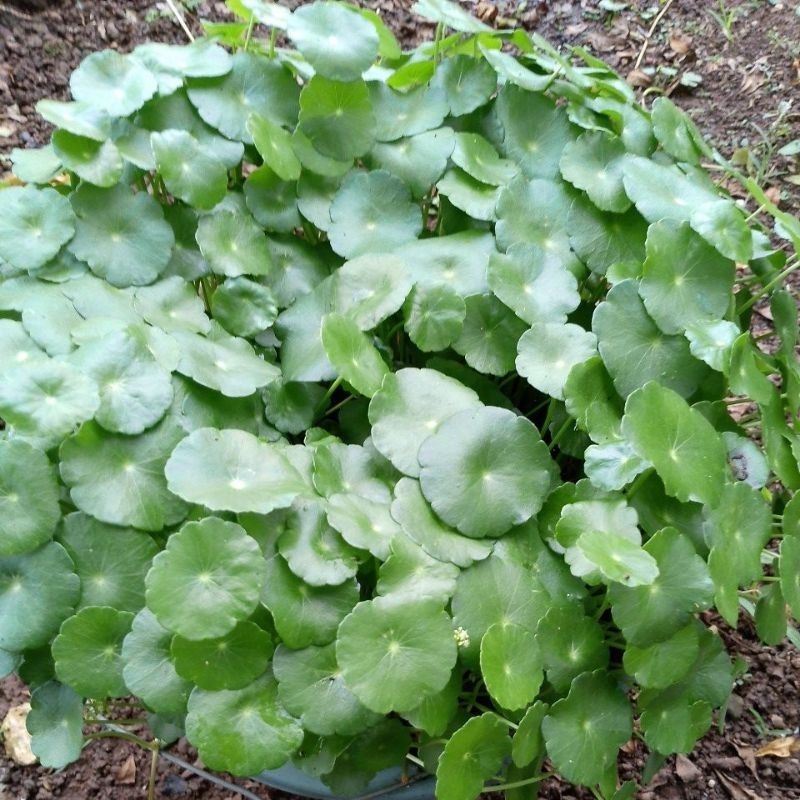 tanaman hias Antanan / pegagan