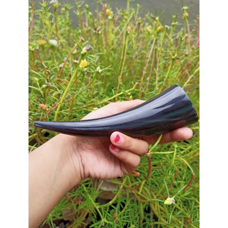 ONCE TANDUK SAPI JANTAN SUPER  JUMBO DAN PANJANG BAHAN JAMIN FULL PADAT DAN BERKUALITAS