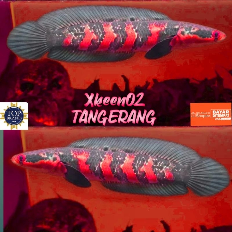 Red Barito kualitas Grade A+++ free ( Striker )