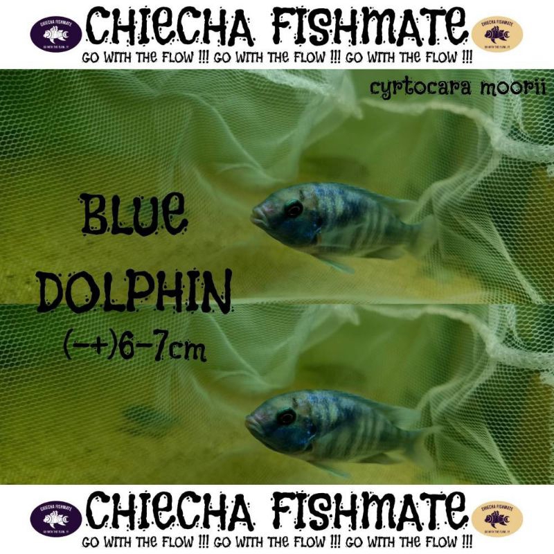 Chiecha Fishmate Blue Dolphin (7-8cm) Cichlid Afrika Cyrtocara Moorrii BLUE DOLPHIN