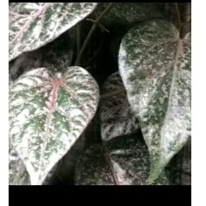 

Daun Sirih Merah Paket 300 Lembar