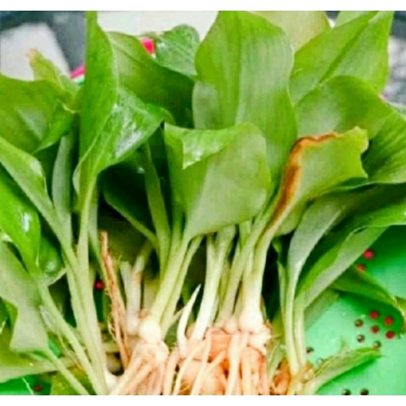 

daun kencur fresh 200gr