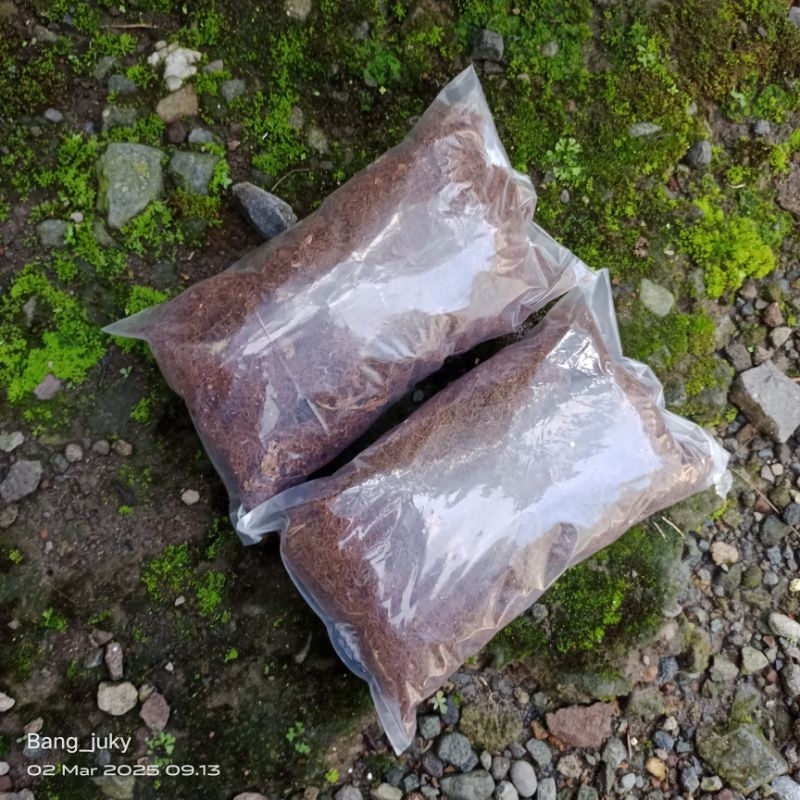 moss hitam/ akar kadaka