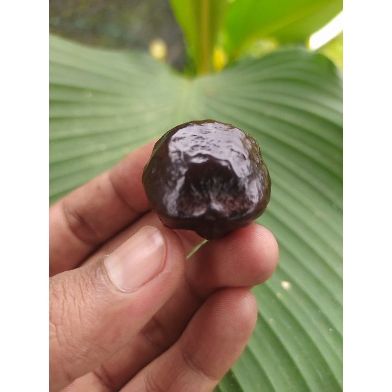Muncang Adu MJ mayit Jawa Temanggung Siap adu