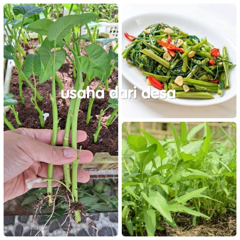 

bibit stek kangkung darat jumbo sudah berakar