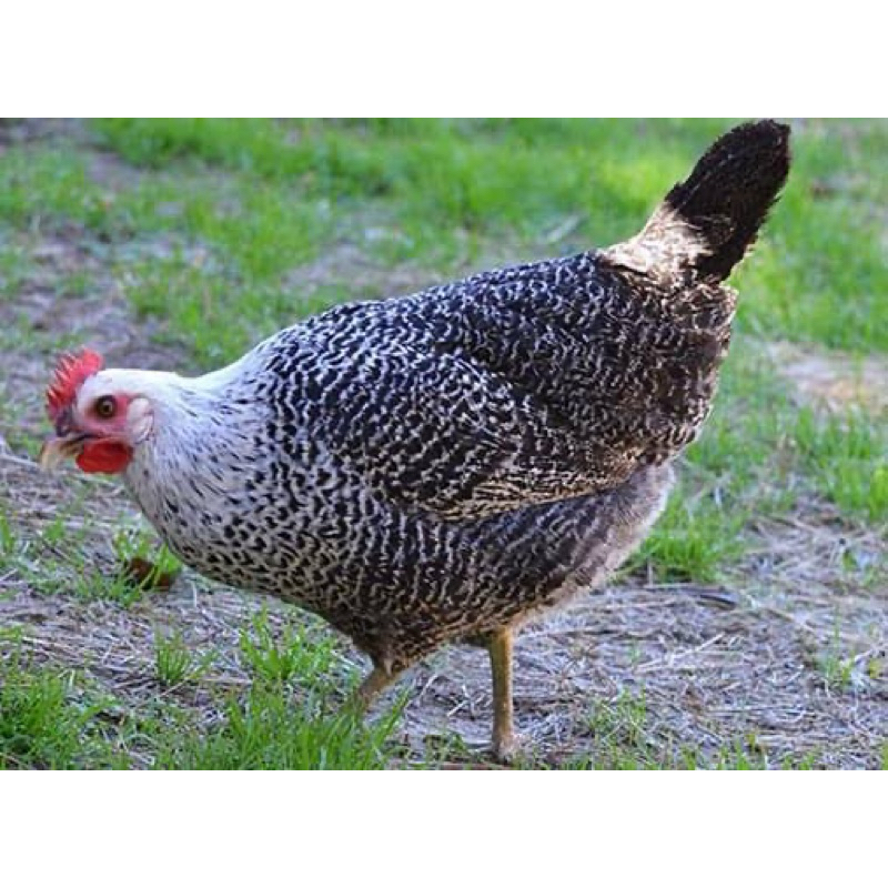 

TELUR FERTIL AYAM ARAB PETELUR HANDAL UNTUK DI TETASKAN