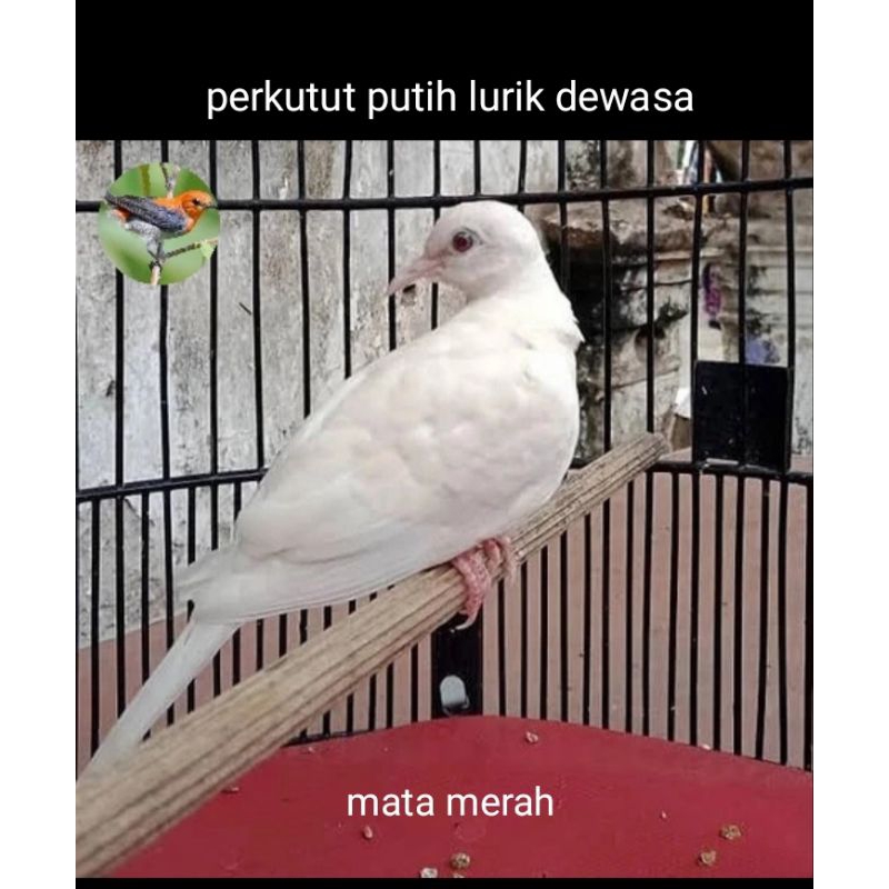 perkutut putih lurik dewasa mm