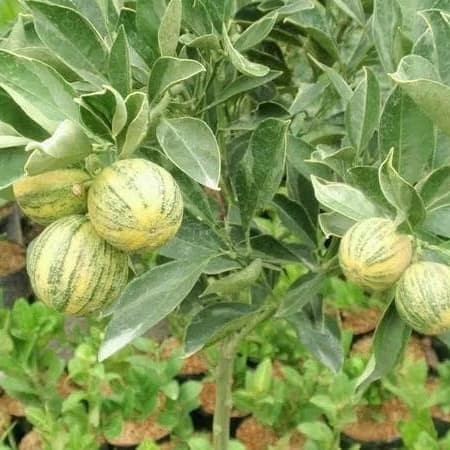 Bibit Jeruk Kasturi VARIGATA Super Unggul | Cepat Berbuah / Berbuah