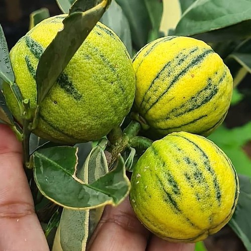 Bibit Jeruk Kasturi Varigata