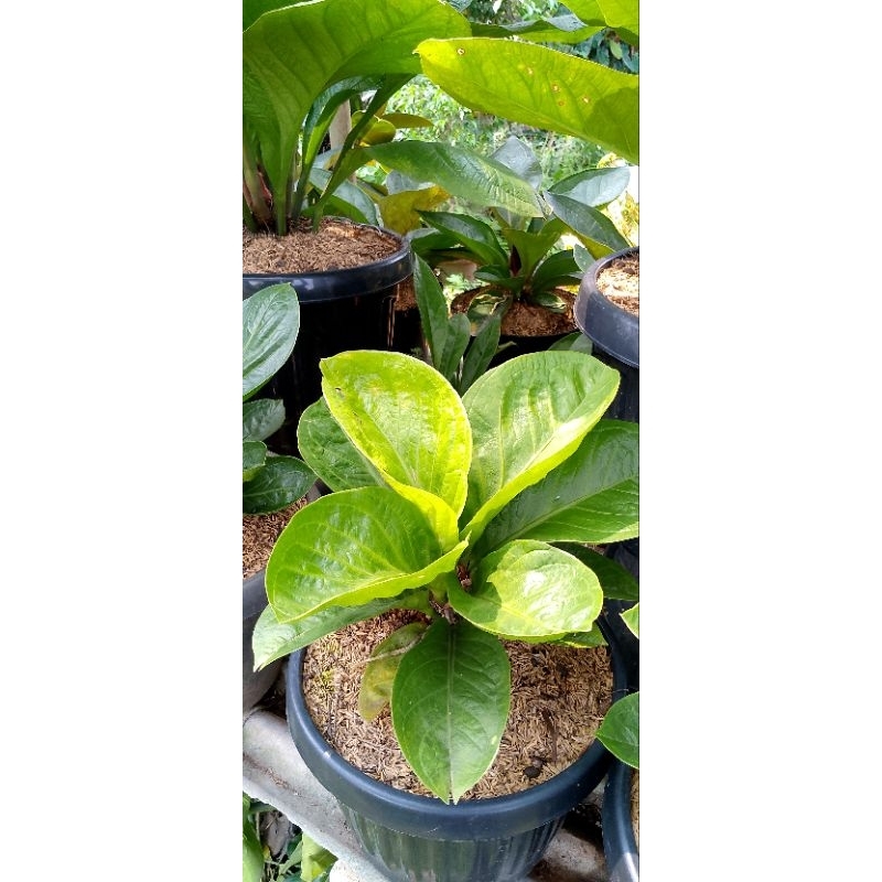 Tanaman hias Anturium Mangkok