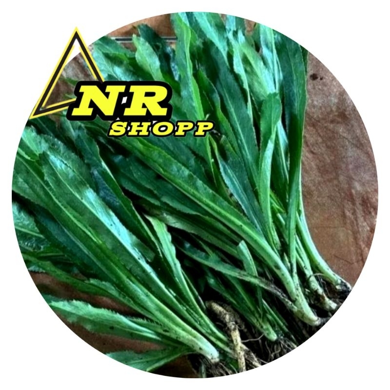 

Daun walang sangit walang geni berparian 250g-350g-500g