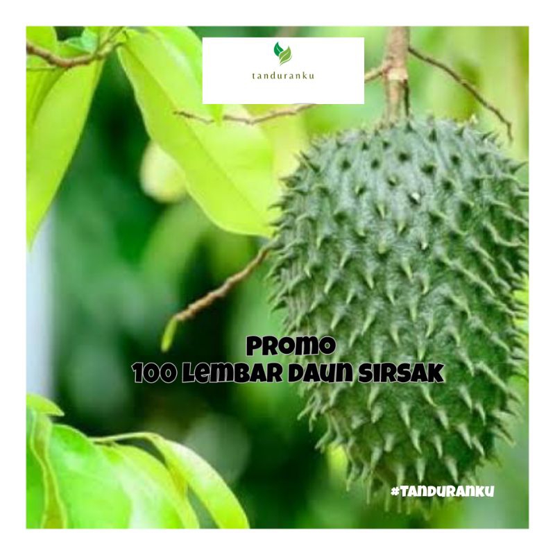 

PROMO herbal daun sirsak 100 lembar segar