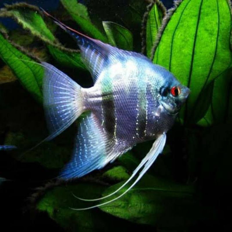 Dekorasi Hiasan Aquarium Manfish Blue Pinoy (KHUSUS INSTAN)