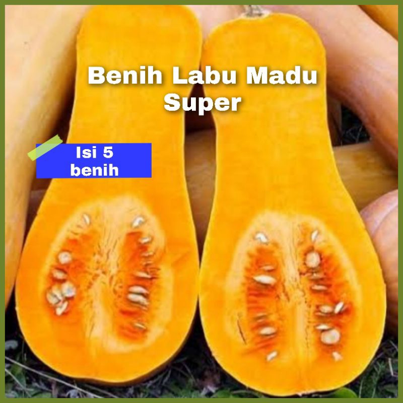 Benih Labu Madu Super (5 Benih)