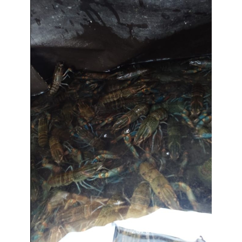 

Lobster air tawar Konsums Hidupi 1 kg