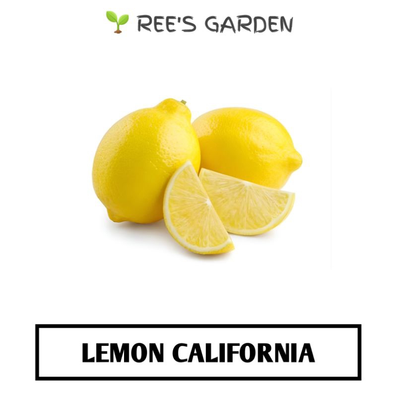 

LEMON CALIFORNIA LOKAL SEGAR