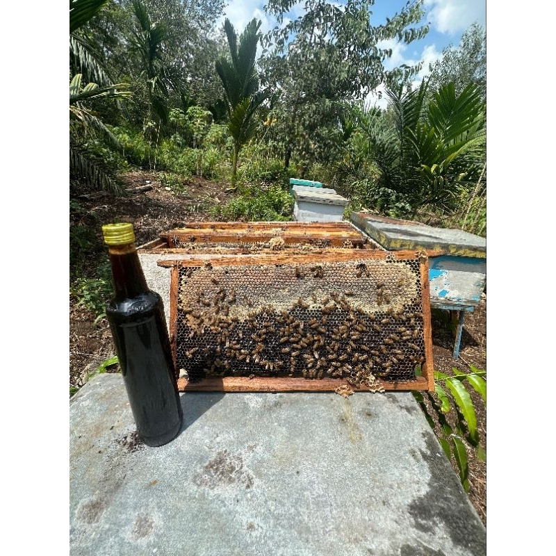 

Madu Hutan Akasia 100% Original