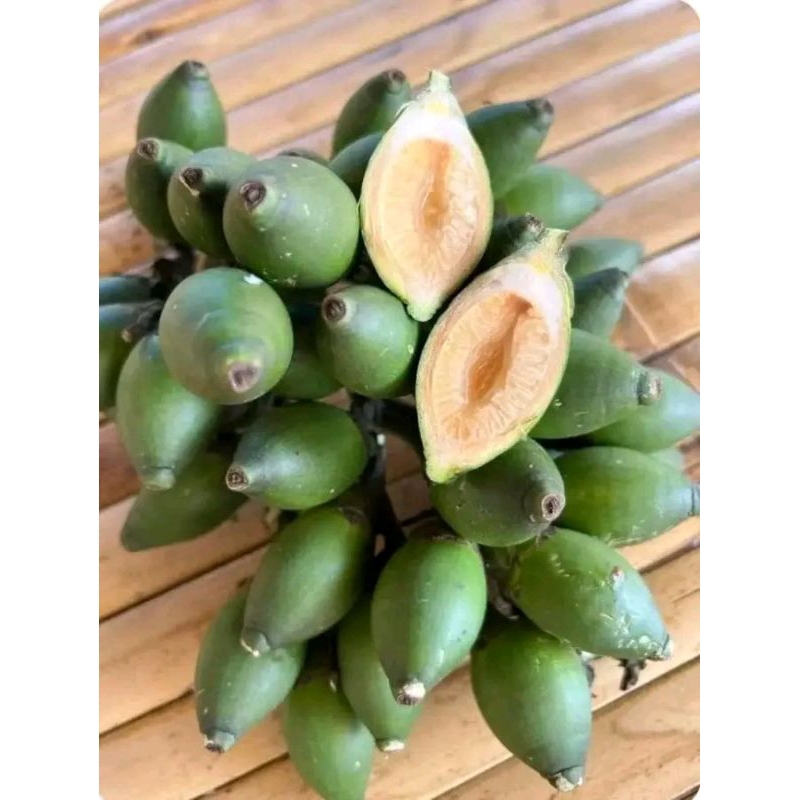 

pinang muda jambe muda