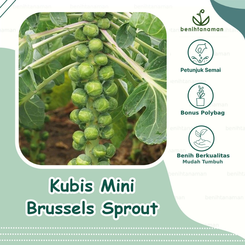 5 biji - Benih Kubis Mini Brussels Sprout, Kubis dengan bentuk unik